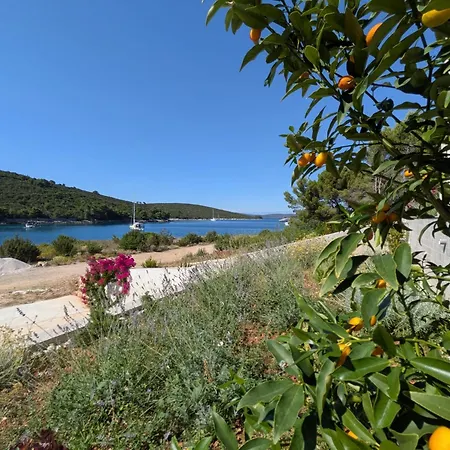 The Olive Tree