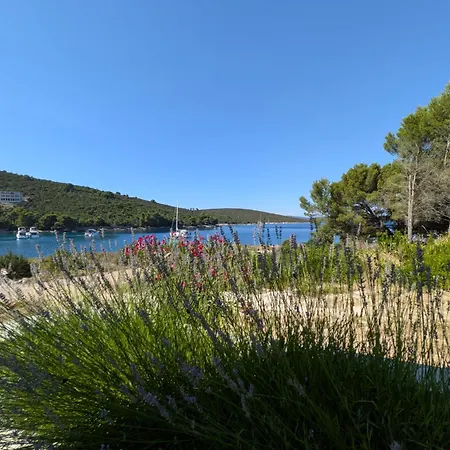 The Olive Tree