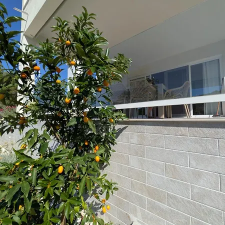 The Olive Tree * Dragove